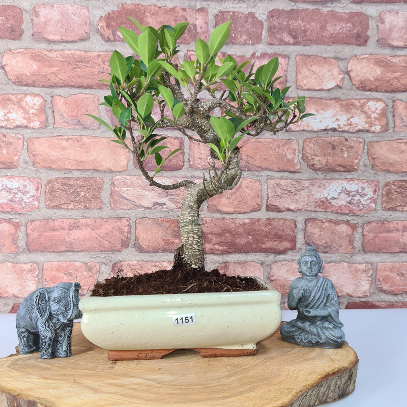 Ficus Microcarpa (Banyan Fig) Indoor Bonsai Tree | Shaped | In 20cm Pot