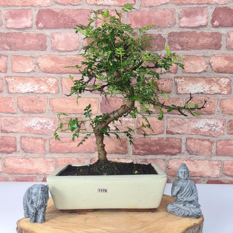 Chinese Pepper (Zanthoxylum Pipertum) Bonsai Tree | Shaped | In 25cm Pot