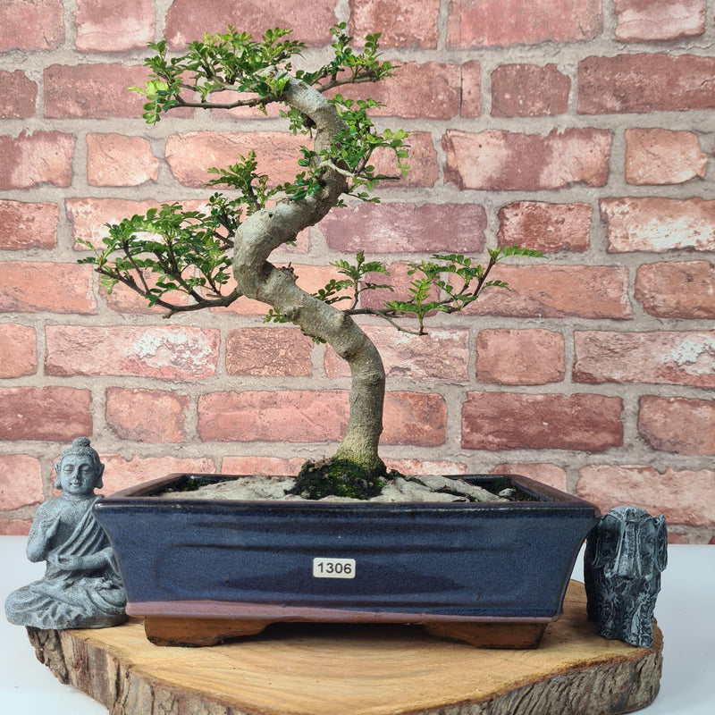 Chinese Pepper (Zanthoxylum Pipertum) Bonsai Tree | Shaped | In 25cm Pot