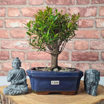 Brush Cherry (Syzygium) Bonsai Tree | Broom | In 15cm Pot