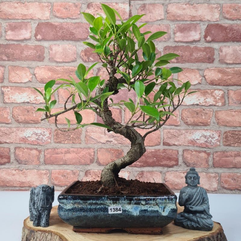 Ficus Microcarpa (Banyan Fig) Indoor Bonsai Tree | Shaped | In 20cm Pot