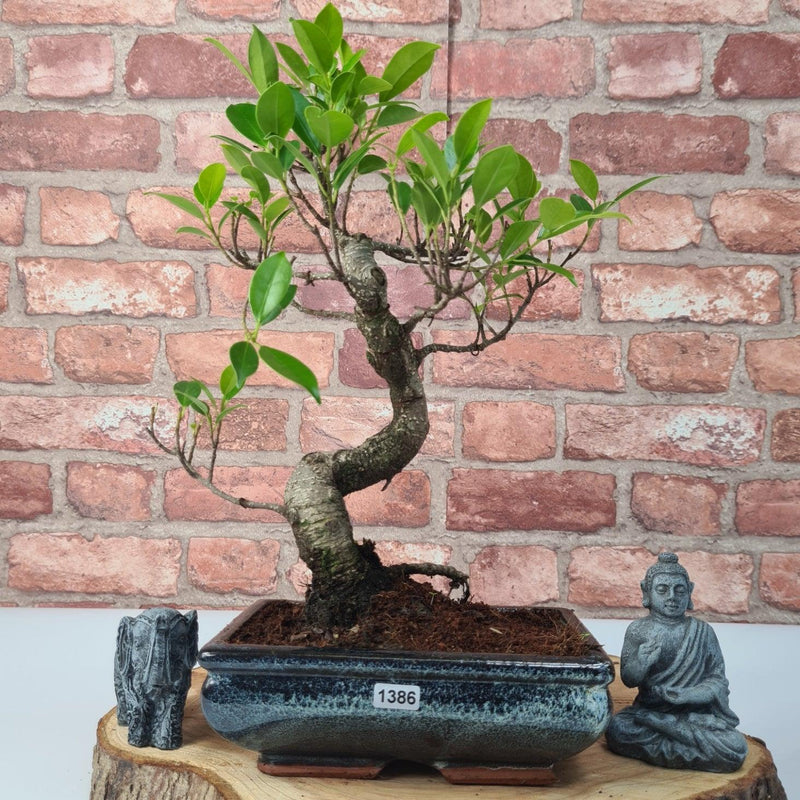 Ficus Microcarpa (Banyan Fig) Indoor Bonsai Tree | Shaped | In 20cm Pot