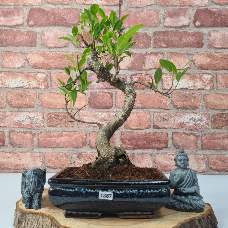 Ficus Microcarpa (Banyan Fig) Indoor Bonsai Tree | Shaped | In 20cm Pot