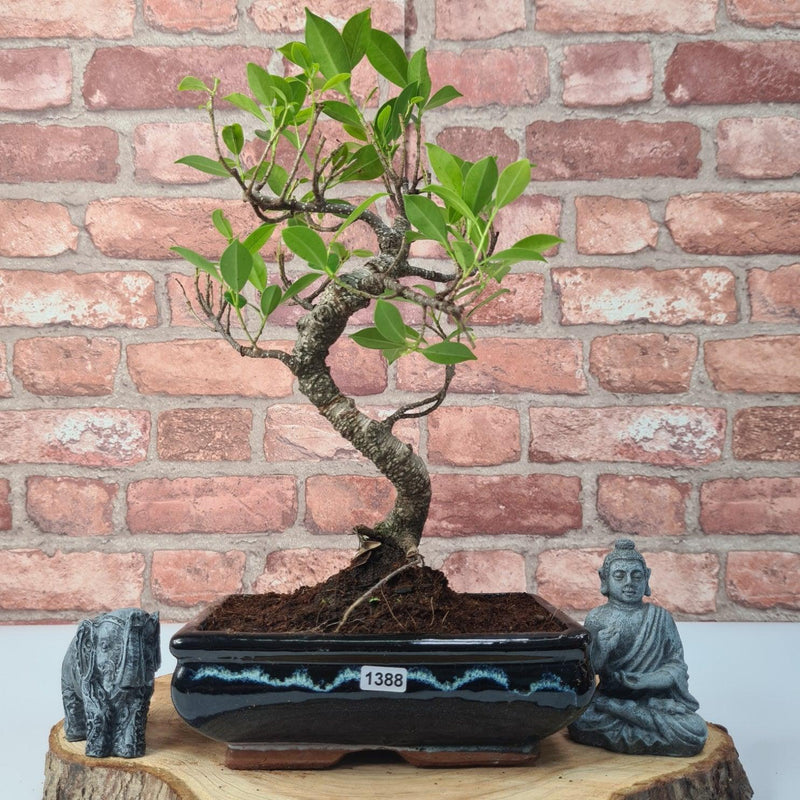 Ficus Microcarpa (Banyan Fig) Indoor Bonsai Tree | Shaped | In 20cm Pot