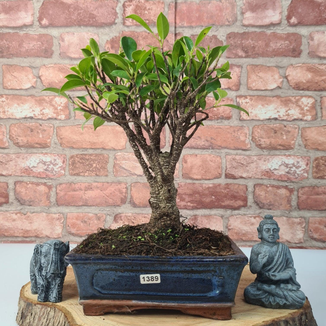 Best Bonsai Tree Kits of 2023: An Ultimate Guide for Beginners - Love For  Bonsai