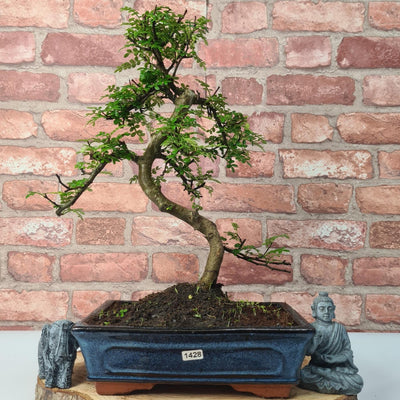 Chinese Pepper (Zanthoxylum Pipertum) Bonsai Tree | Shaped | In 25cm Pot