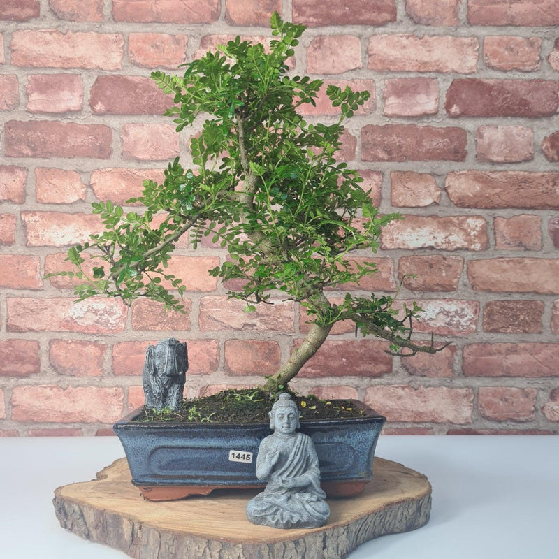 Chinese Pepper (Zanthoxylum Pipertum) Bonsai Tree | Shaped | In 25cm Pot