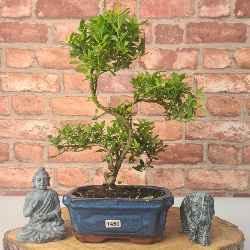 Japanese Holly (Ilex Crenata) Bonsai Tree | Shaped | In 15cm Pot