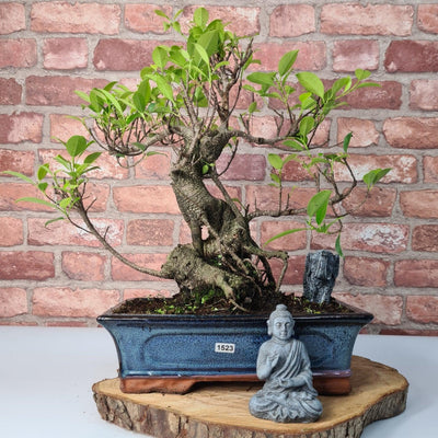 Ficus Microcarpa (Banyan Fig) Indoor Bonsai Tree | Shaped | In 30cm Pot