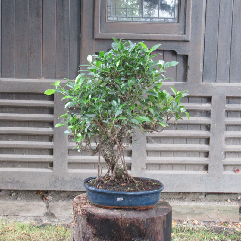 Ficus Microcarpa (Banyan Fig) Indoor Bonsai Tree | Shaped | In 30cm Pot