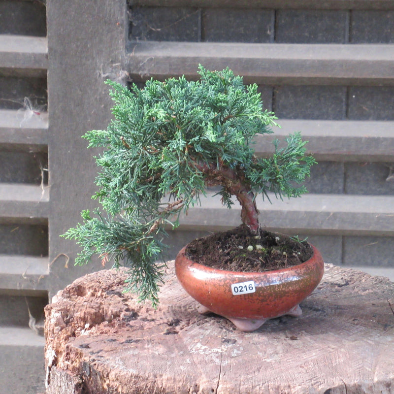 Juniper Bonsai Tree Land/Water Pot - Small (Juniper